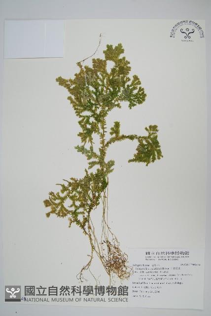 生根卷柏藏品圖，第1張