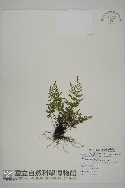 深山鐵角蕨藏品圖，第1張