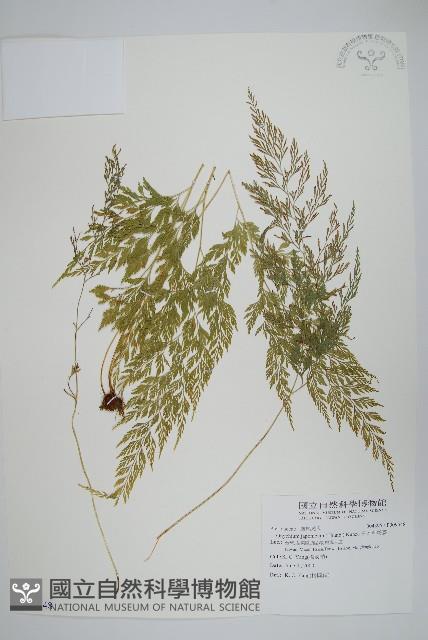 日本金粉蕨藏品圖，第1張