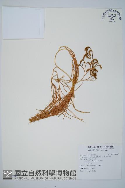 木賊葉石松藏品圖，第1張