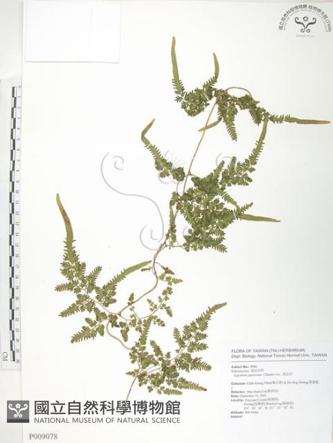 Japanese climbing fern Collection Image