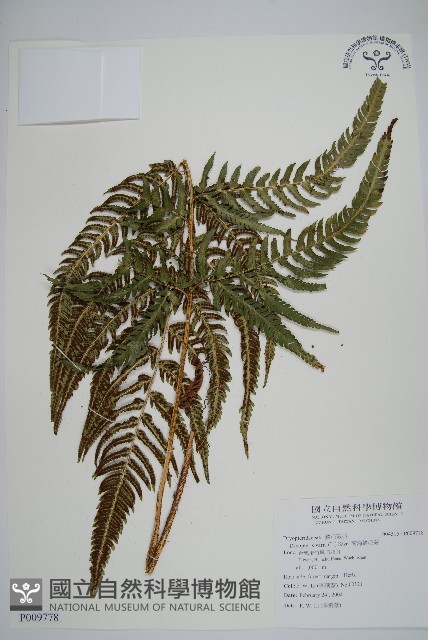 南海鱗毛蕨藏品圖，第1張
