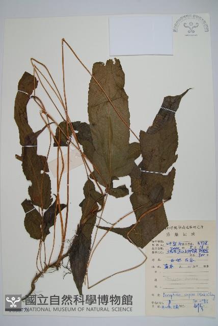 單葉新月蕨藏品圖，第1張