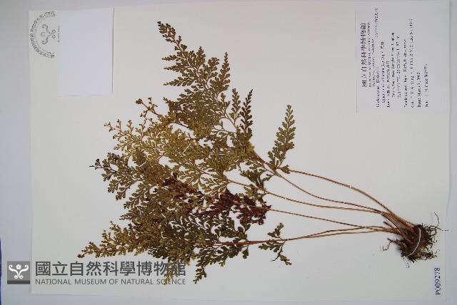 烏蕨藏品圖，第1張