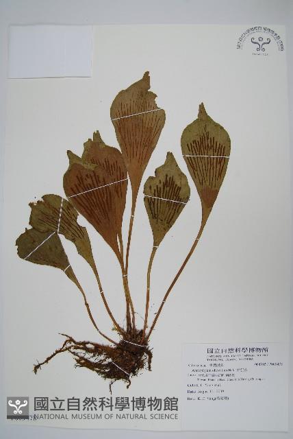 車前蕨藏品圖，第1張