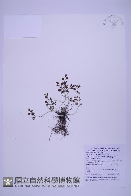 銀杏葉鐵角蕨藏品圖，第1張