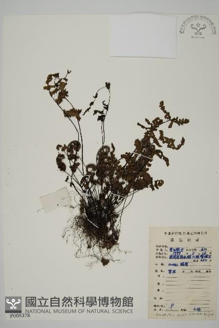 多鱗粉背蕨藏品圖，第1張