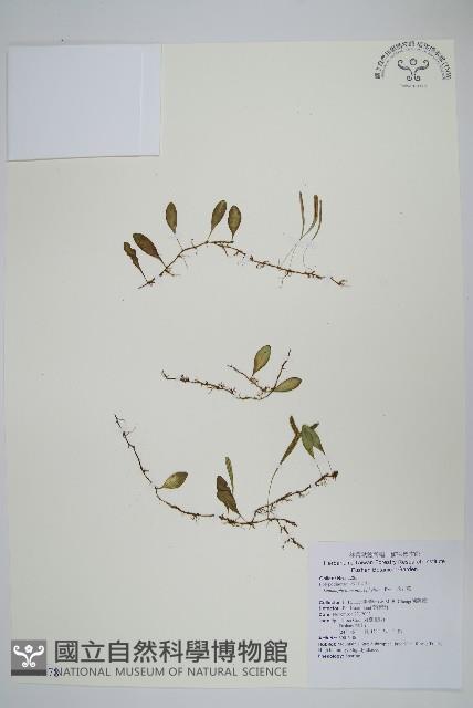 抱樹蕨、伏石蕨藏品圖，第1張