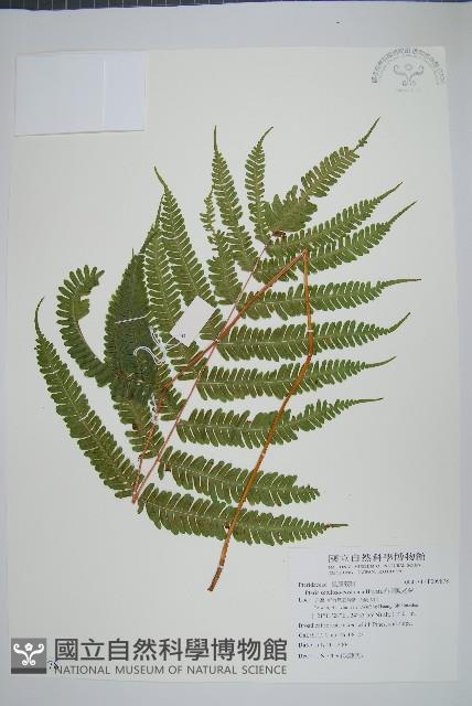 有刺鳳尾蕨藏品圖，第1張