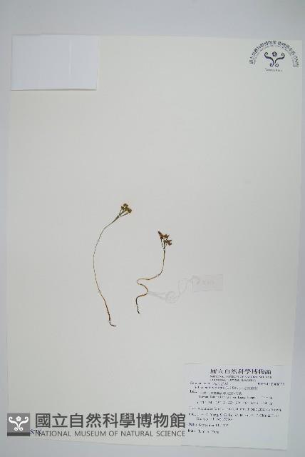 分枝莎草蕨藏品圖，第1張
