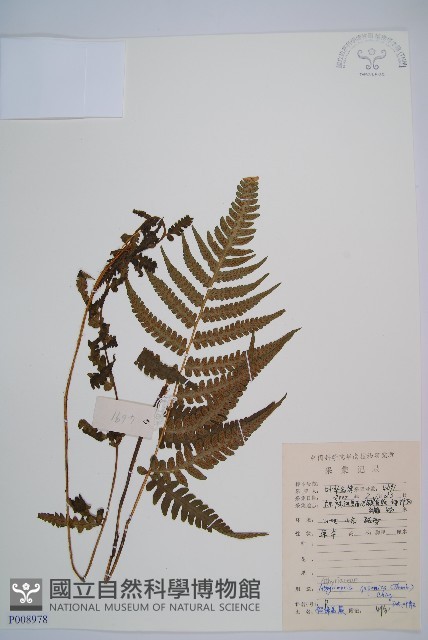 假蹄蓋蕨藏品圖，第1張