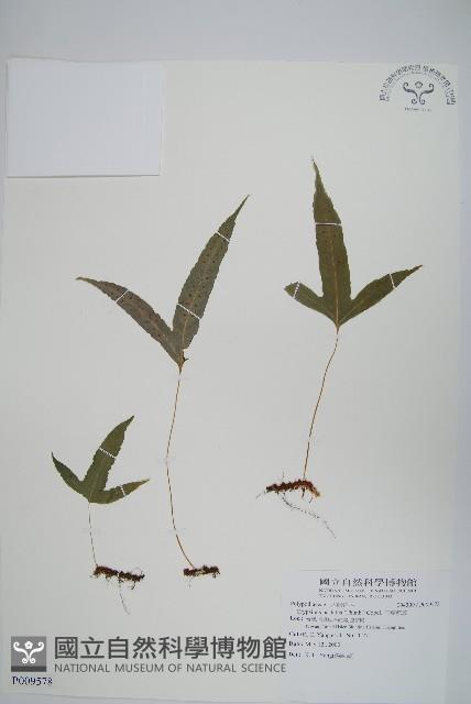 三葉茀蕨藏品圖，第1張