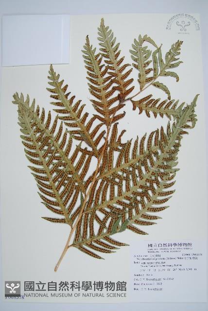 生芽狗脊蕨、頂芽狗脊蕨藏品圖，第1張