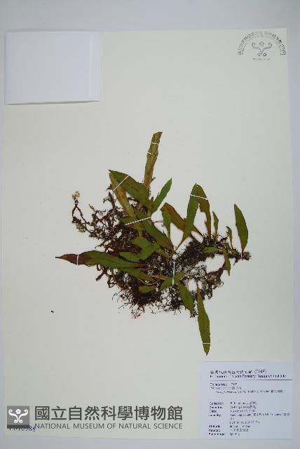 柳葉劍蕨藏品圖，第1張