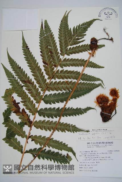 日本狗脊蕨藏品圖，第1張