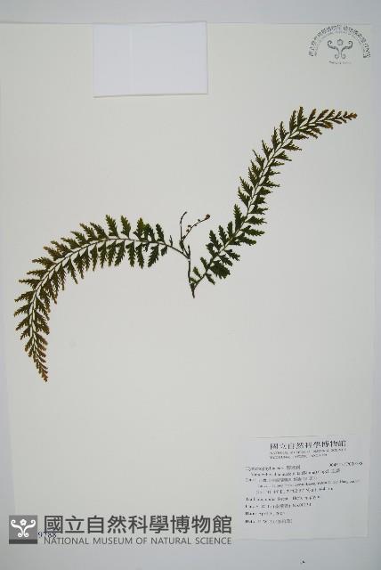 瓶蕨藏品圖，第1張