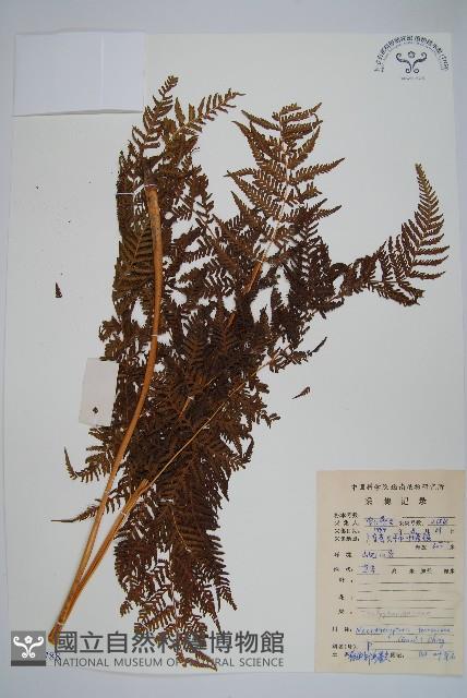 大金星蕨藏品圖，第1張