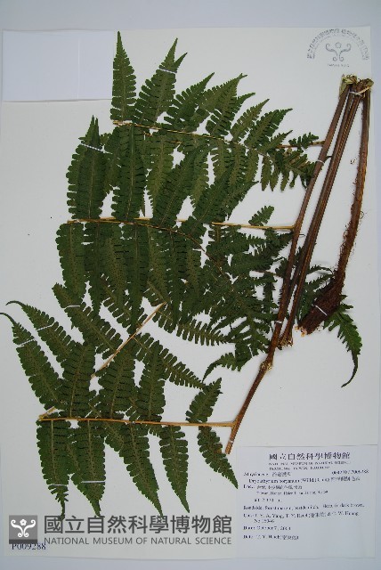 南洋假鱗毛蕨藏品圖，第1張