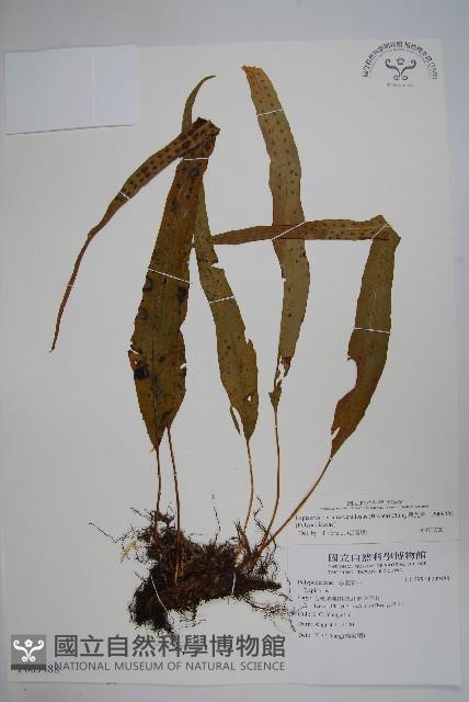 粵瓦葦藏品圖，第1張