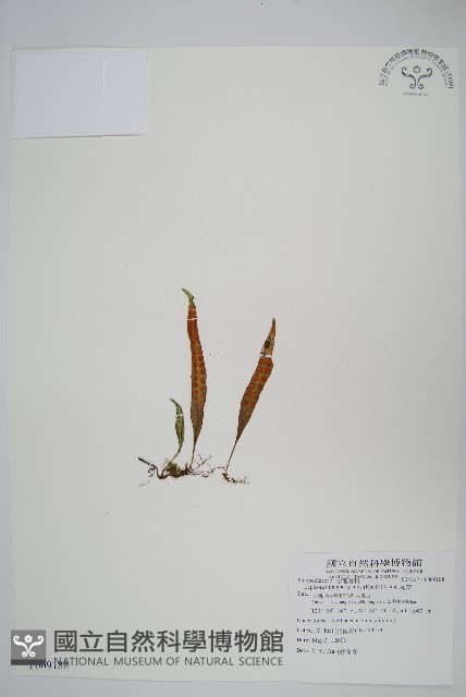瓦葦藏品圖，第1張
