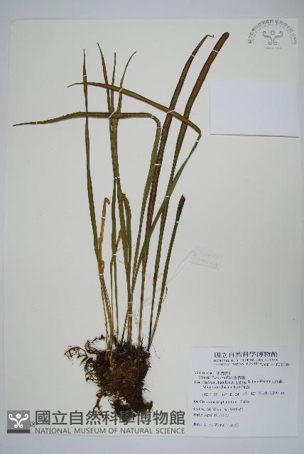 書帶蕨藏品圖，第1張