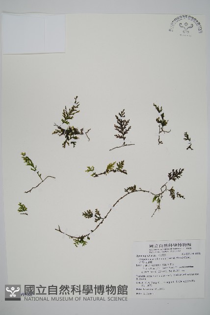 圓唇假脈蕨藏品圖，第1張