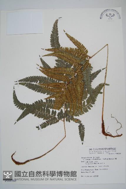 East indian holly fern Collection Image, Figure 1, Total 5 Figures