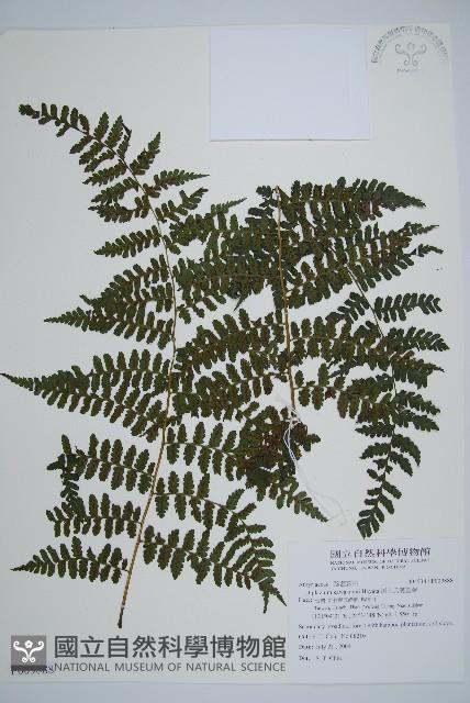 川上氏雙蓋蕨藏品圖，第1張