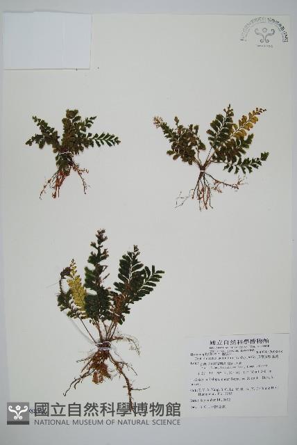 菲律賓厚葉蕨藏品圖，第1張