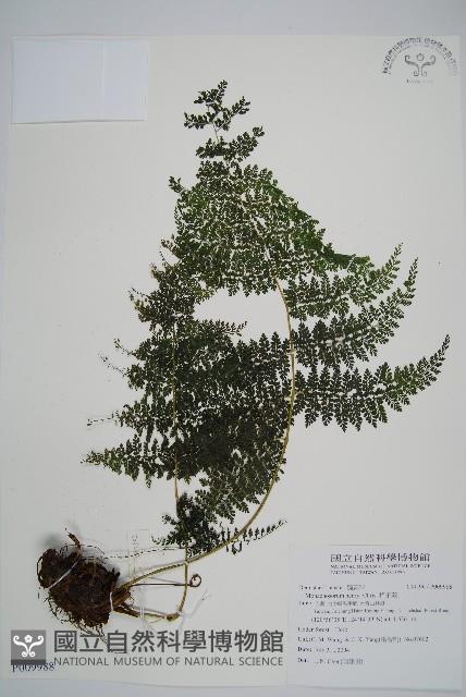 稀子蕨藏品圖，第1張