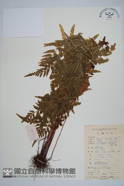 異葉雙唇蕨藏品圖，第1張