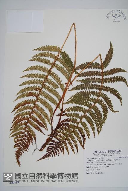 黑鱗耳蕨藏品圖，第1張