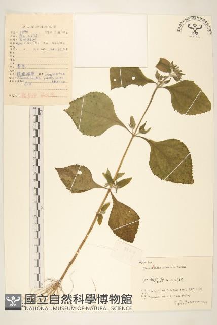 腺梗豨薟藏品圖，第1張