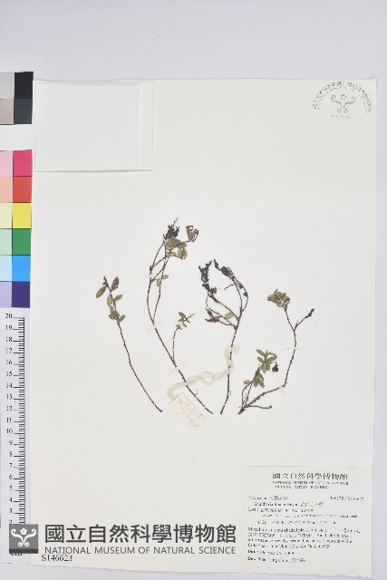 高山白珠樹藏品圖，第1張