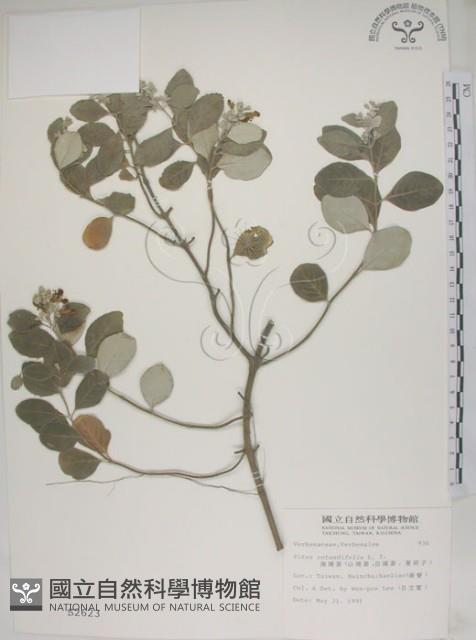 海埔姜藏品圖，第1張