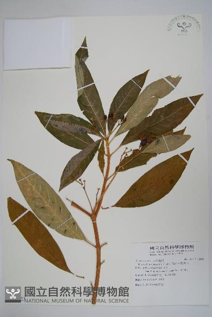 蘿芙木藏品圖，第1張