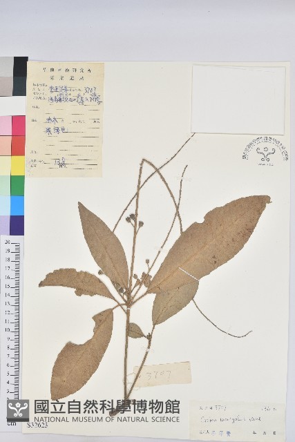 光葉巴豆藏品圖，第1張
