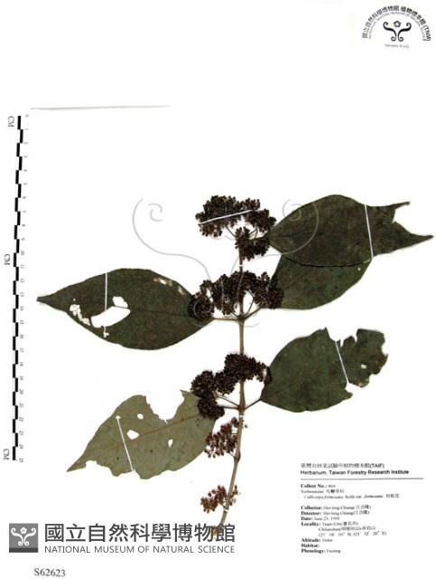 杜虹花，台灣紫珠藏品圖，第1張