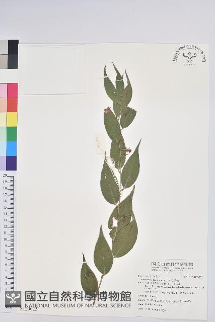 白珠樹藏品圖，第1張