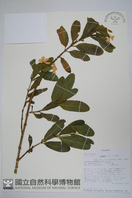 長春花藏品圖，第1張