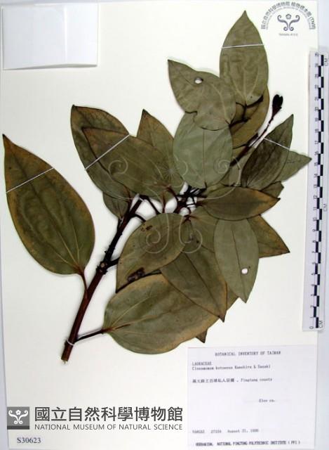 蘭嶼肉桂藏品圖，第1張