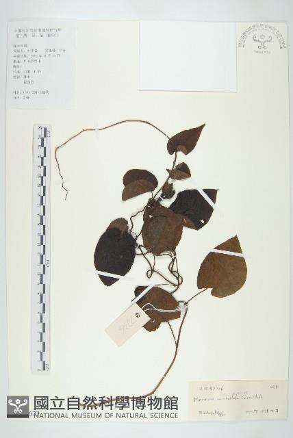 毛姬旋花藏品圖，第1張