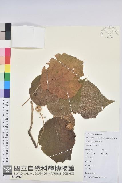 毛桐藏品圖，第1張