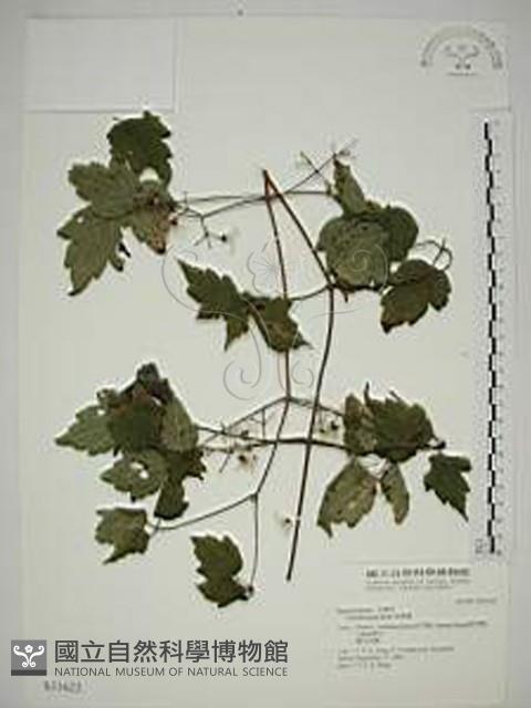 串鼻龍藏品圖，第1張