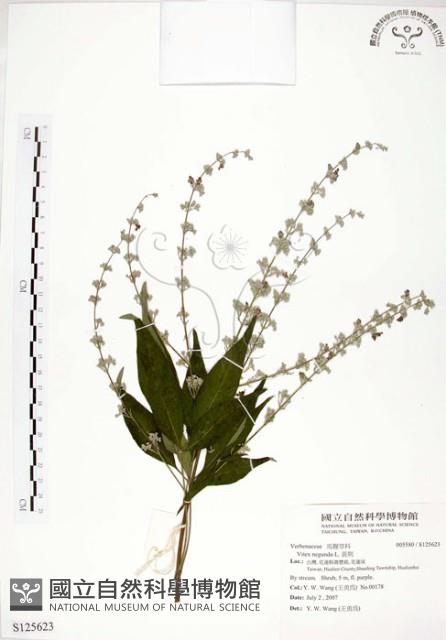 黃荊藏品圖，第1張