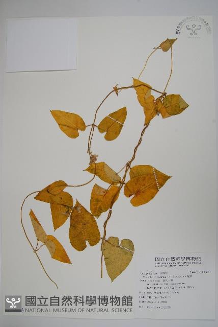 蘿藦藏品圖，第1張