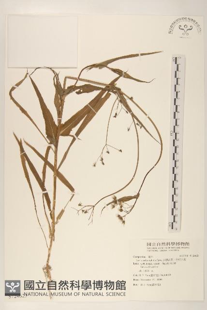 多頭苦菜、野剪刀股藏品圖，第1張