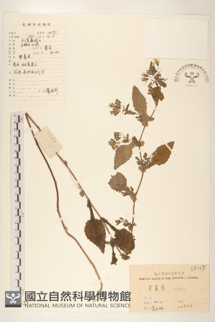 苦實菜藏品圖，第1張