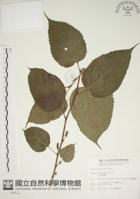 小桑樹藏品圖，第1張