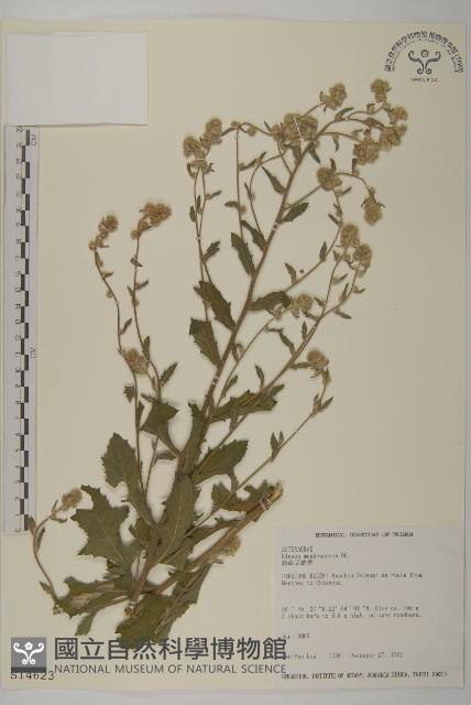 旗山艾納香藏品圖，第1張